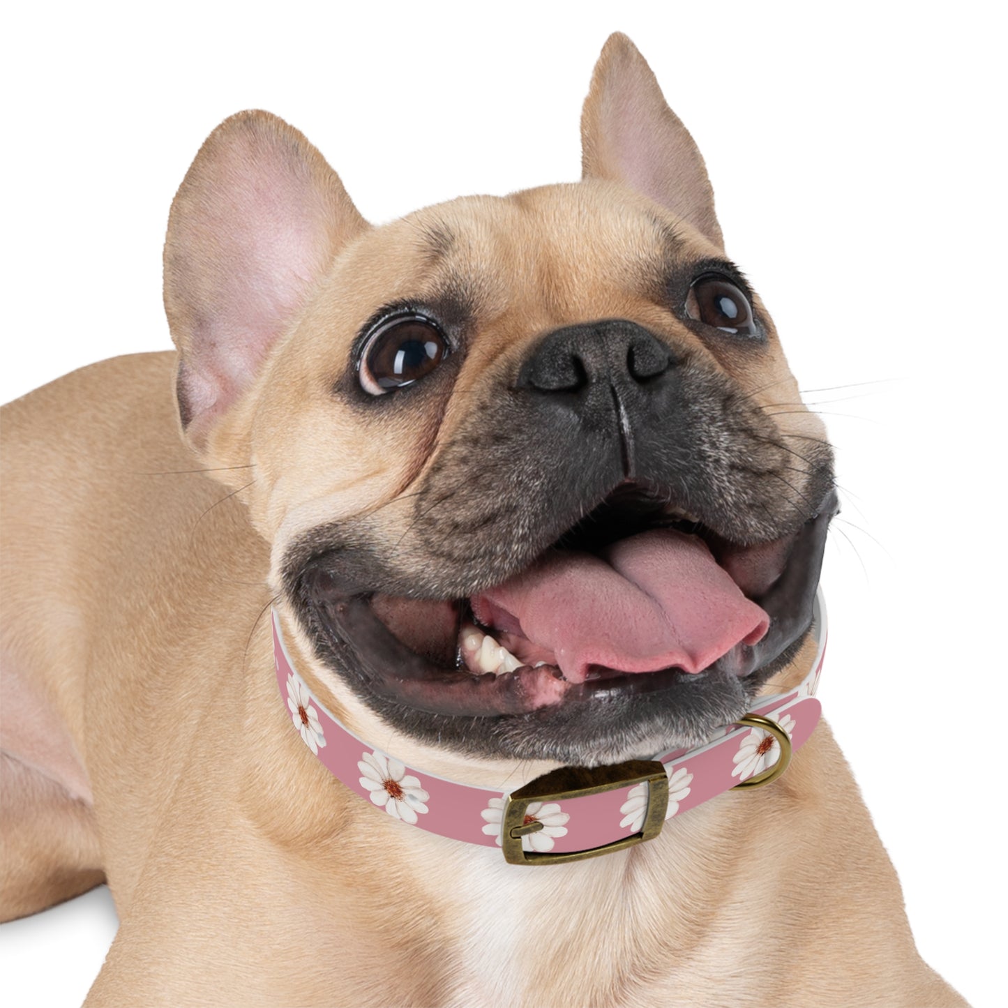 Floral collar small and medium-sized dogs