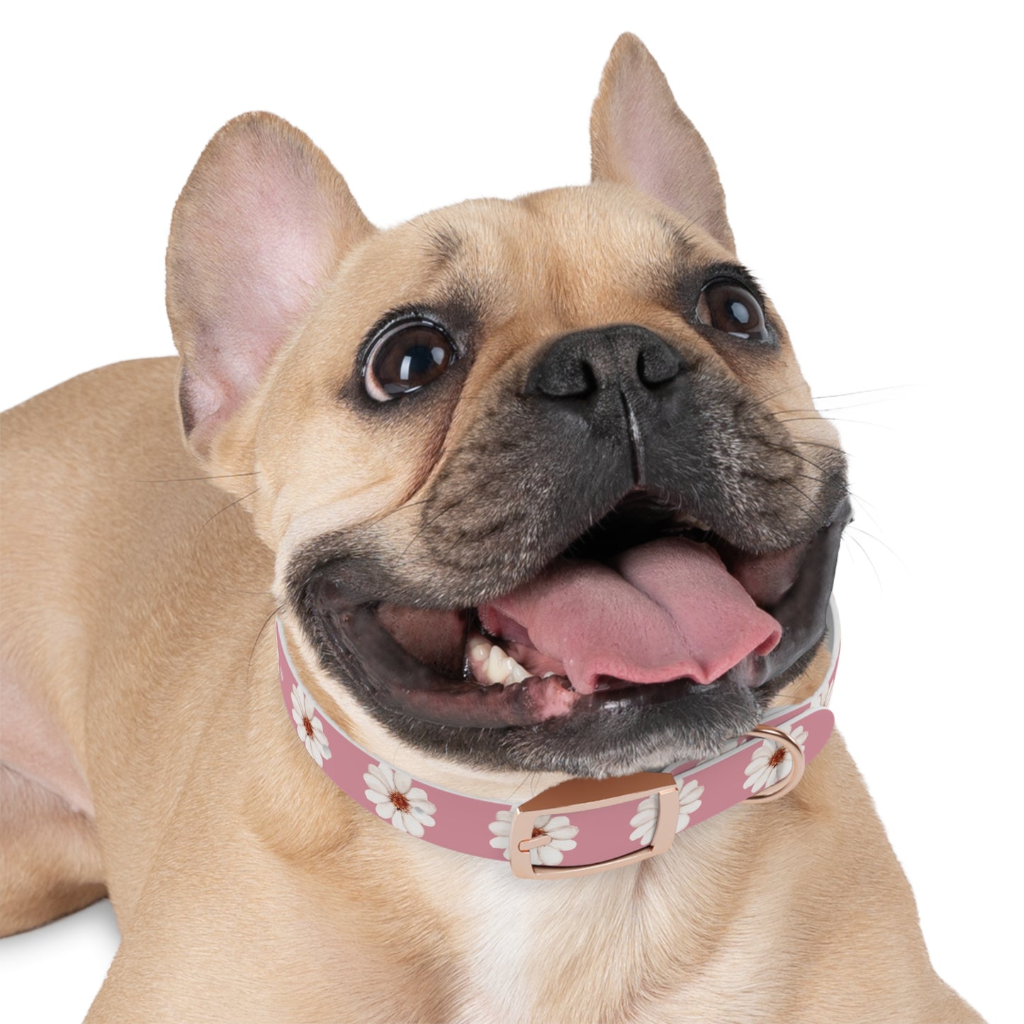 Floral collar small and medium-sized dogs
