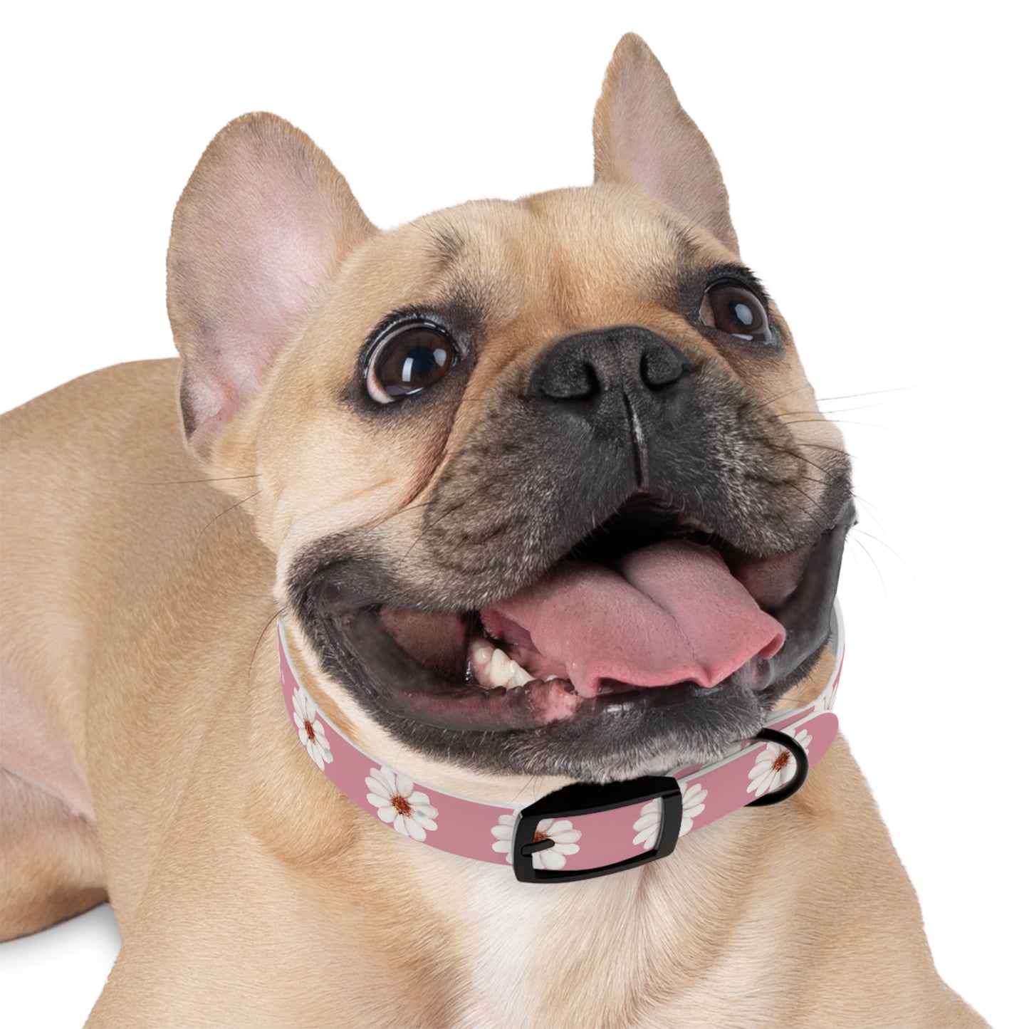 Floral collar small and medium-sized dogs